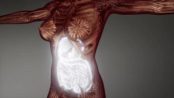 partes y funciones del sistema digestivo humano