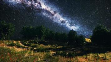 bosques de árboles verdes en el parque bajo el cielo estrellado de la noche foto