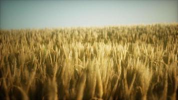 Campo de centeno amarillo maduro de 8k bajo un hermoso cielo de puesta de sol de verano foto