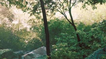 Fog in the mysterious rainforest photo