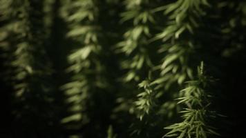 Thickets of marijuana plant on the field photo