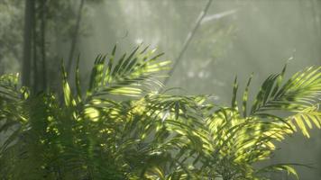 luz brillante que brilla a través de la niebla húmeda y las hojas de la jungla foto