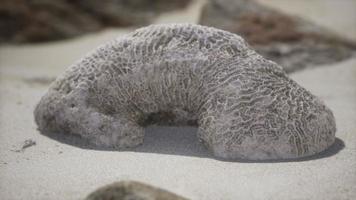 old coral on the sand beach photo