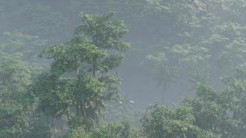 Fog covered jungle rainforest landscape photo