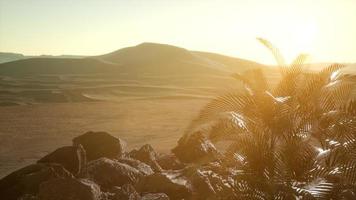 palms in desert at sunset photo