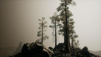 8K Fog hides the high forest in the mountains photo