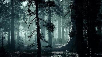 black tree trunk in a dark pine tree forest photo