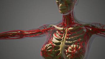 ciencia anatomía de los vasos sanguíneos humanos foto