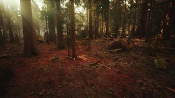 Lazo de secuoyas gigantes en verano en el parque nacional de secuoyas, california foto