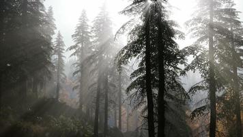 8K Forest in Autumn Morning Mist photo