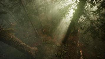 Drone breaking through the fog to show redwood and pine tree photo