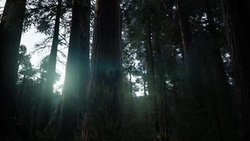 Giant Sequoia Trees at summertime in Sequoia National Park, California photo