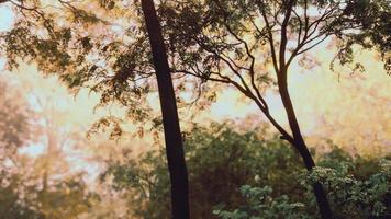 Fog in the mysterious rainforest photo