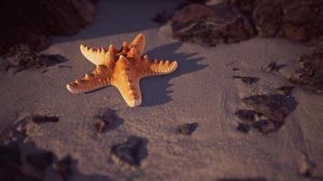 Starfish on sandy beach at sunset photo