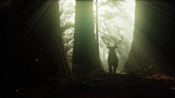 hermoso ciervo en el bosque con luces asombrosas por la mañana foto