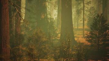 Loop Giant Sequoia Trees at summertime in Sequoia National Park, California photo