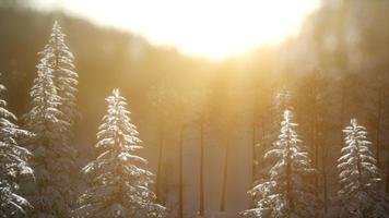 Splendid Christmas scene in the mountain forest. Colorful winter sunrise photo