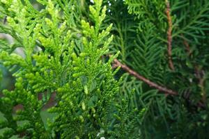 Detail of fresh green pine leaves , Oriental Arborvitae, Thuja orientalis or Chamaecyparis lawsoniana, also known as Platycladus orientalis leaf texture background for design foliage pattern photo