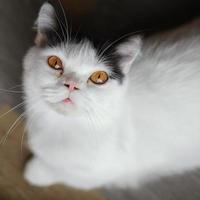 A thin white cat has black fur on its ears and beautiful yellow eyes staring at the camera that is above photo