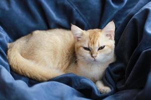 Yellow kitten sleepy on a blue couch photo