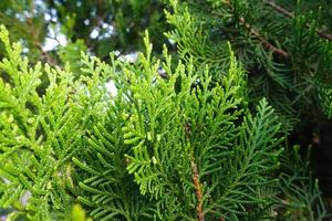 Detail of fresh green pine leaves , Oriental Arborvitae, Thuja orientalis or Chamaecyparis lawsoniana, also known as Platycladus orientalis leaf texture background for design foliage pattern photo