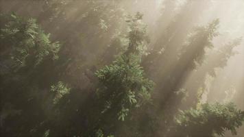 aerial sunrays in forest with fog photo