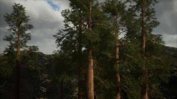 Fog and pine trees on rugged mountainside and coming storm photo