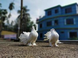 palomas rey y reina y palomas y pájaros extraordinarios foto