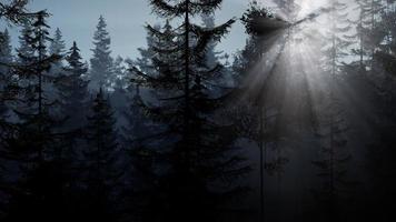 bosque nórdico brumoso temprano en la mañana con niebla foto