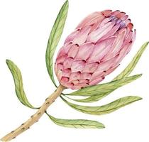 Watercolor illustration of tropical flower protea. vector