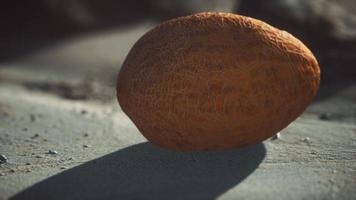 Desert melon on the sand beach photo