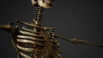 bones of the Human skeleton photo