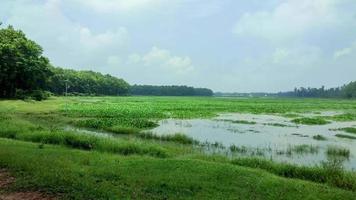 Natural landscape view of a lake in Bangladesh video