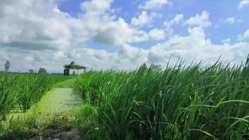 Timelapse shot in the rice field with a background of a cloudy sky