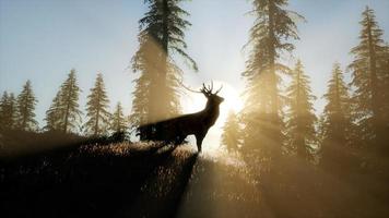 Deer Male in Forest at Sunset photo