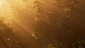 aerial sunrays in forest with fog photo