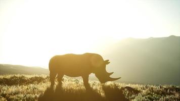 Rhino standing in open area during sunset photo