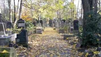 un ancien cimetière juif de wroclaw - dalles de tombe et cryptes recouvertes de lierre video