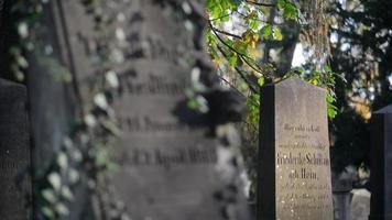 un vecchio cimitero ebraico a wroclaw, polonia - breslavia - lastre tombali e cripte sono ricoperte di edera video