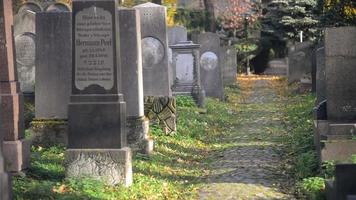 un antiguo cementerio judío en wroclaw, polonia - breslau - losas de tumbas y criptas están cubiertas de hiedra video