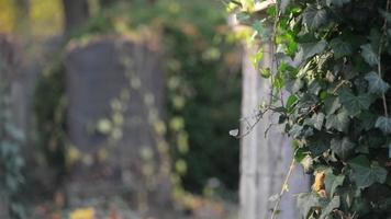 un ancien cimetière juif de wroclaw, pologne - breslau - les dalles et les cryptes des tombes sont recouvertes de lierre video