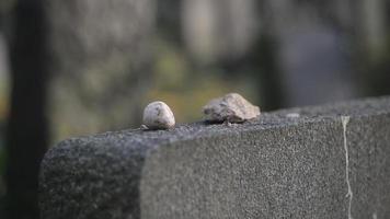 un antiguo cementerio judío en Wroclaw - pequeña piedra sobre una tumba video