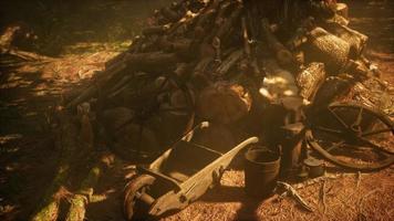 Preparation of firewood for the winter in forest at sunset photo