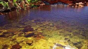 tropical golden pond with rocks and green plants photo