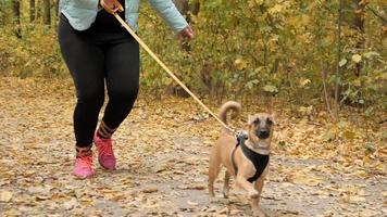 promenade de chien en laisse le long du chemin du parc forestier jaune d'automne video