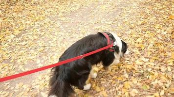 promenade de chien en laisse le long du chemin du parc forestier jaune d'automne video