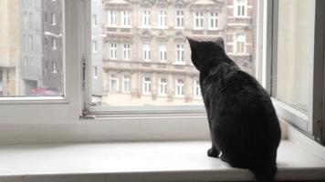Schwarze Katze, die auf einem Fenster sitzt und auf einer Straße zuschaut video