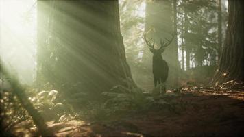 Beautiful deer in the forest with amazing lights at morning photo