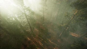 Drone breaking through the fog to show redwood and pine tree photo