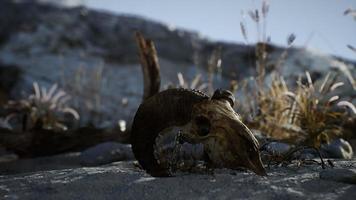 Skull of a dead ram in the desert photo